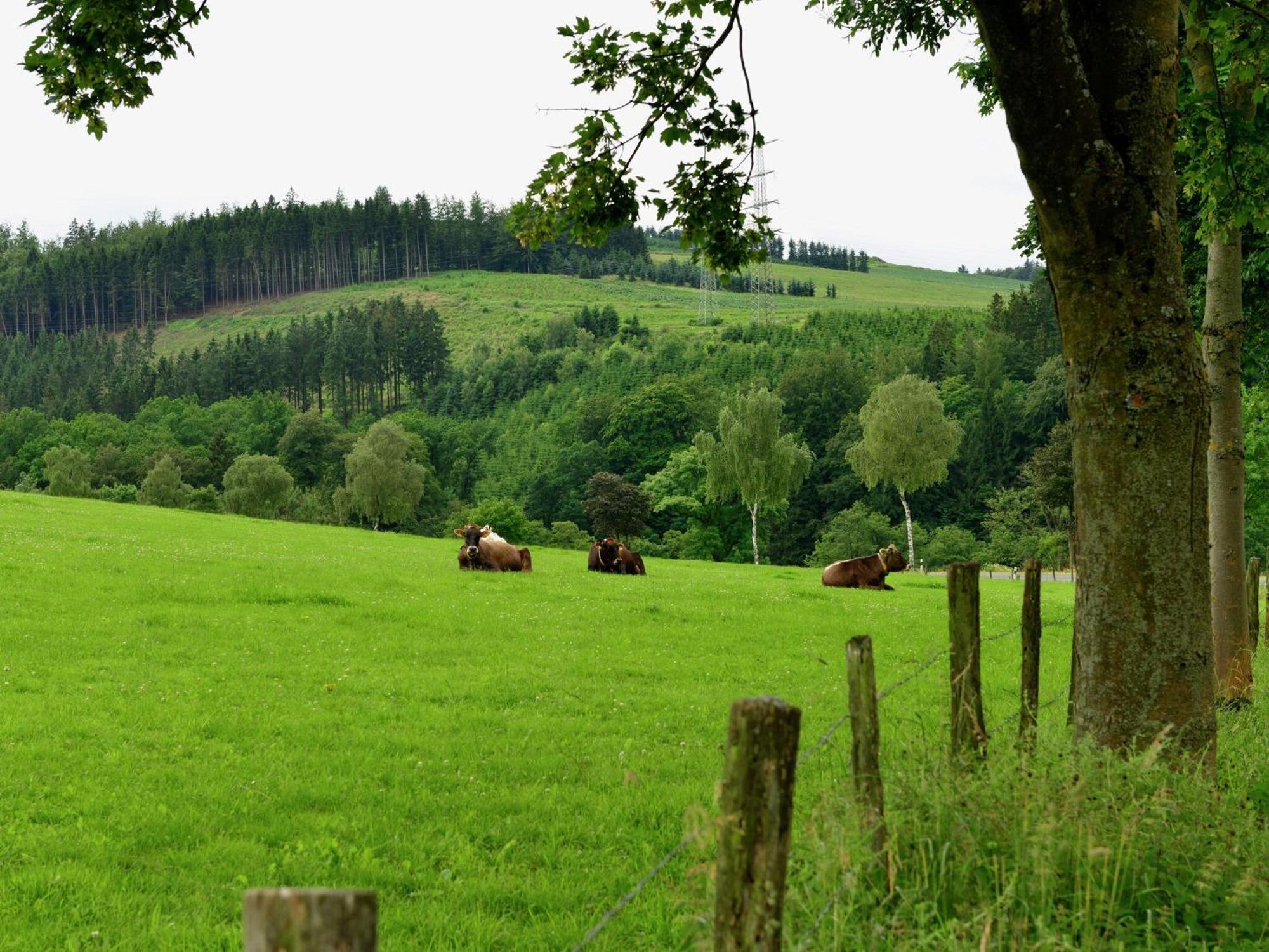Cozy Holiday Home With Wifi In Hochsauerland Elpe Extérieur photo